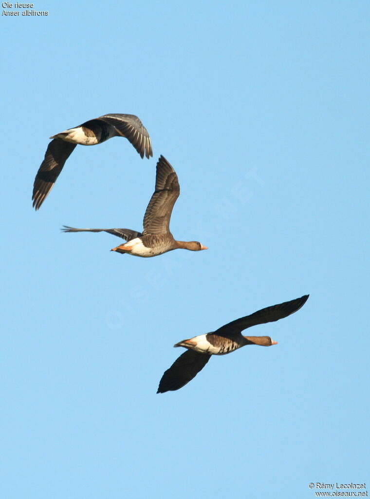 Greater White-fronted Goose