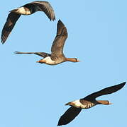 Greater White-fronted Goose