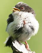 Long-tailed Tit