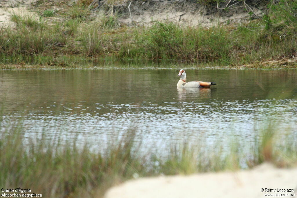 Egyptian Goose