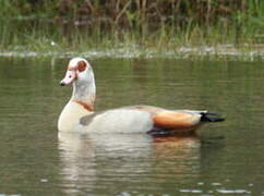 Egyptian Goose