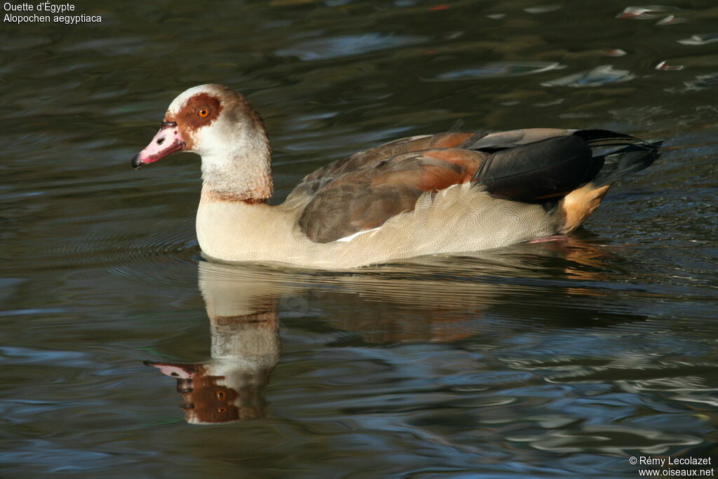 Egyptian Gooseadult breeding