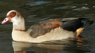 Egyptian Goose