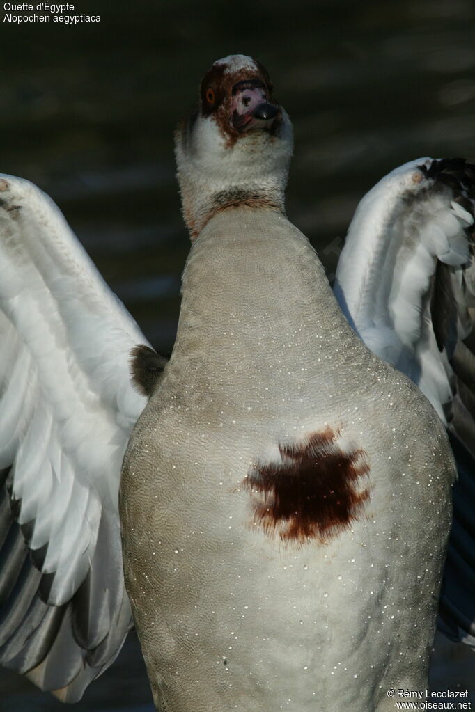 Egyptian Gooseadult breeding