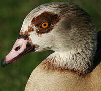 Egyptian Goose