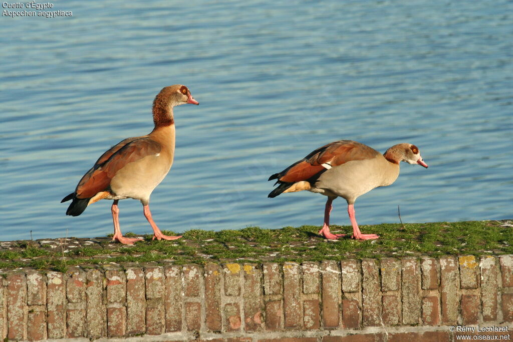 Egyptian Goose adult breeding