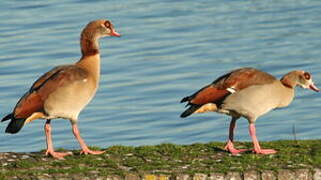 Egyptian Goose