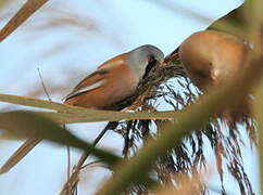 Bearded Reedling