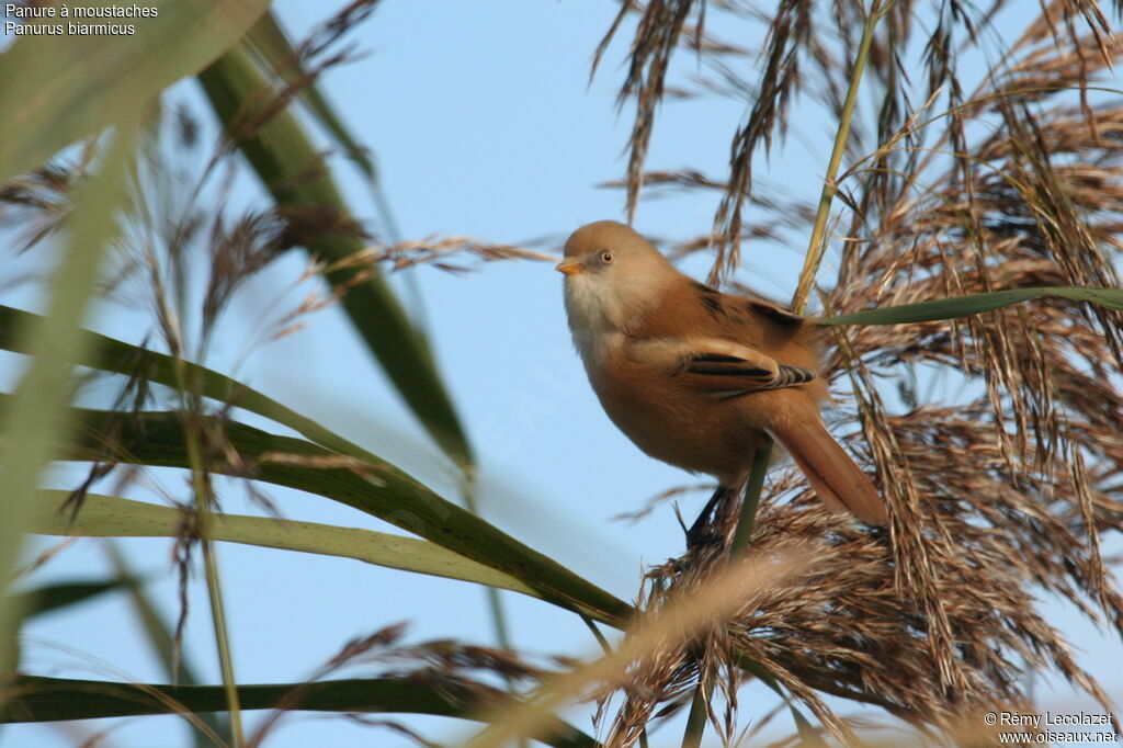 Bearded Reedling female adult