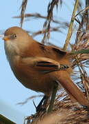 Bearded Reedling