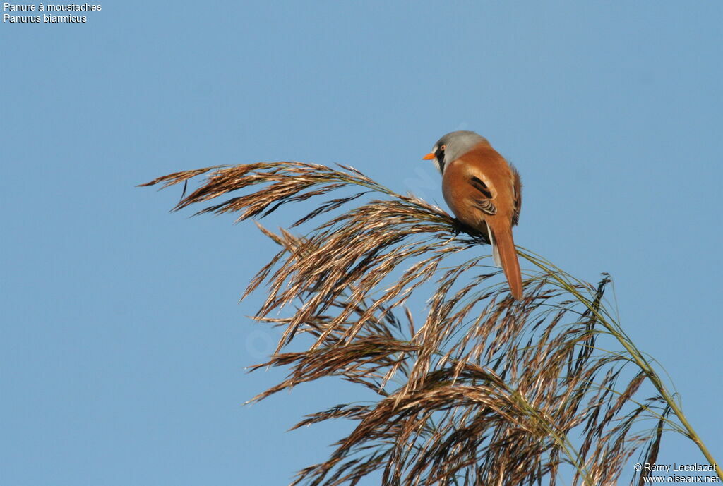 Bearded Reedling male adult