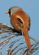 Bearded Reedling