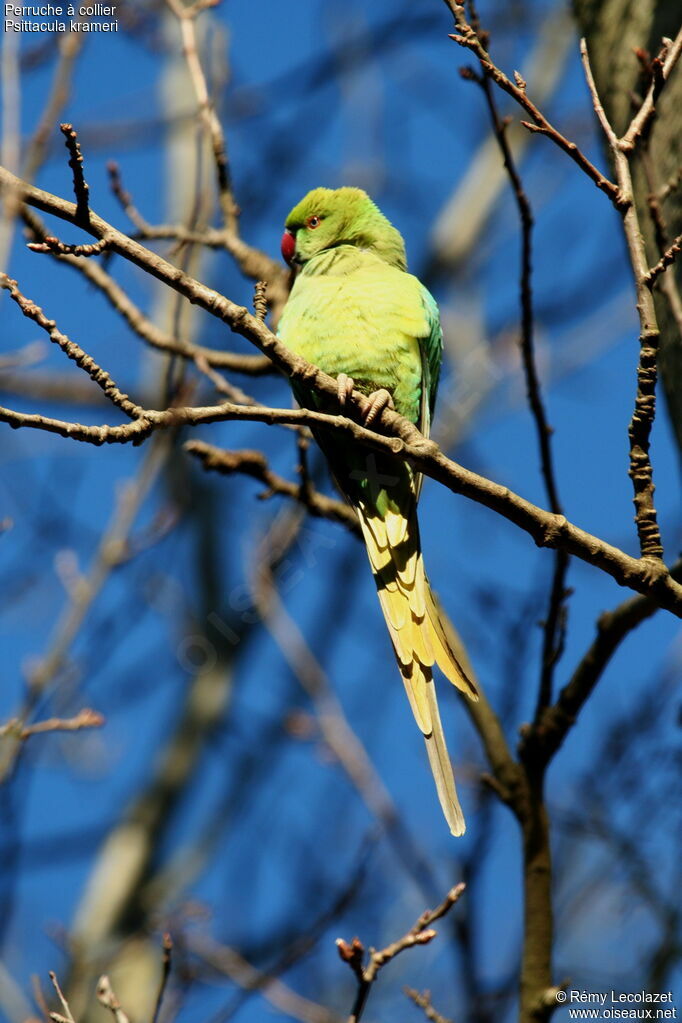 Rose-ringed Parakeet