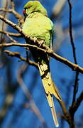 Rose-ringed Parakeet