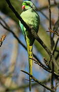 Rose-ringed Parakeet