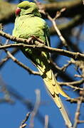 Rose-ringed Parakeet