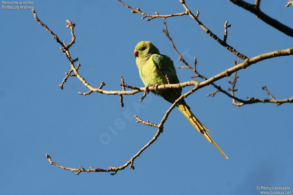 Rose-ringed Parakeet