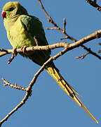 Rose-ringed Parakeet