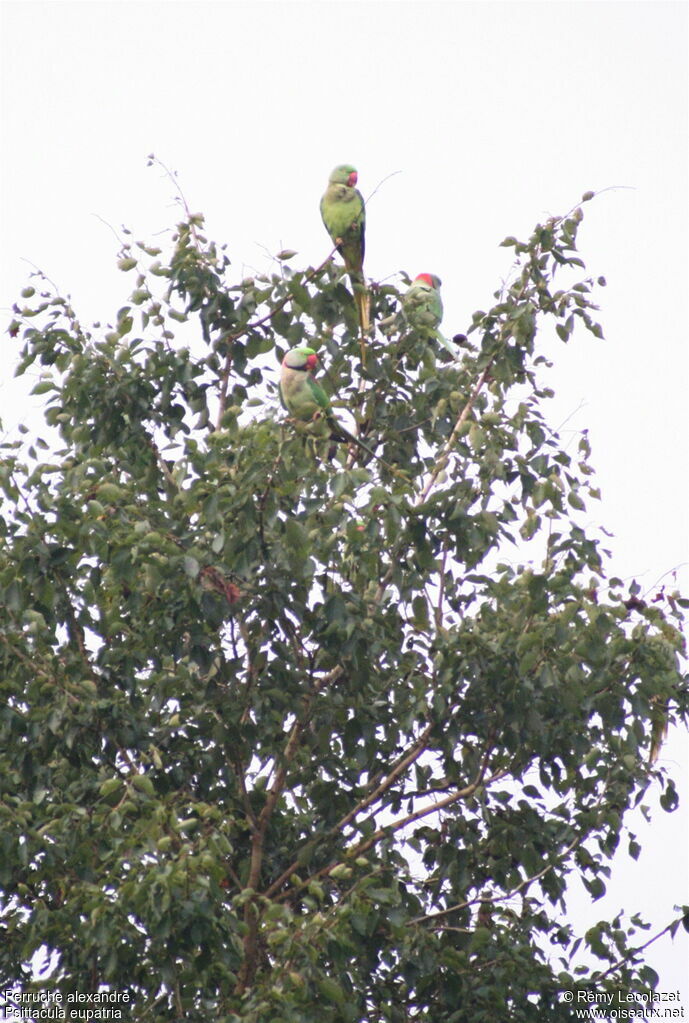 Alexandrine Parakeetadult