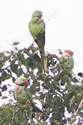 Alexandrine Parakeet