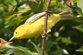 Common Iora