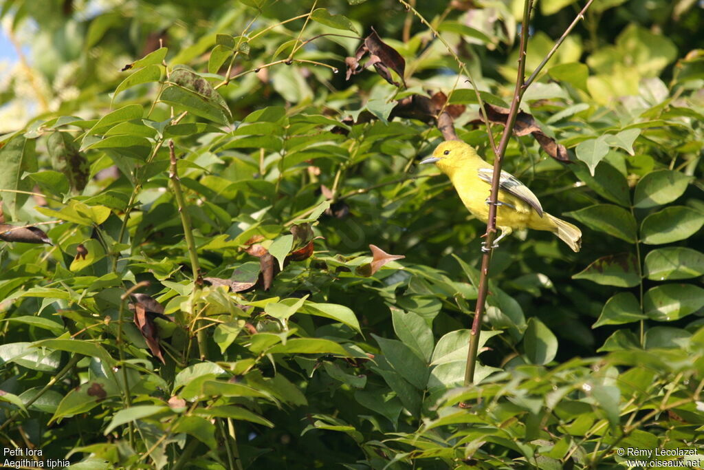 Common Iora