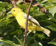 Common Iora