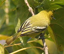 Common Iora