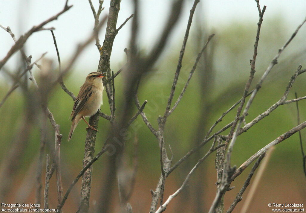 Sedge Warbleradult