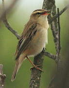 Sedge Warbler