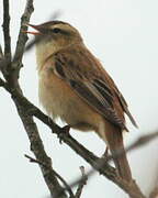 Sedge Warbler