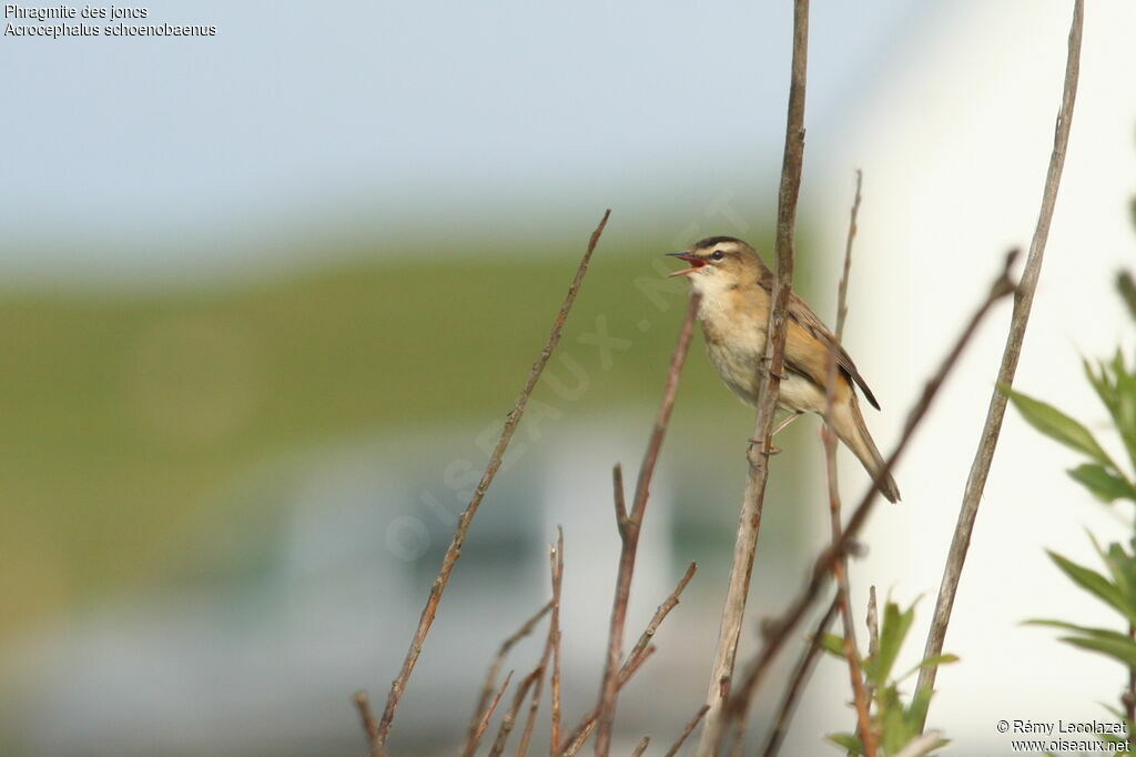 Sedge Warbler, song