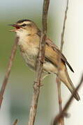 Sedge Warbler