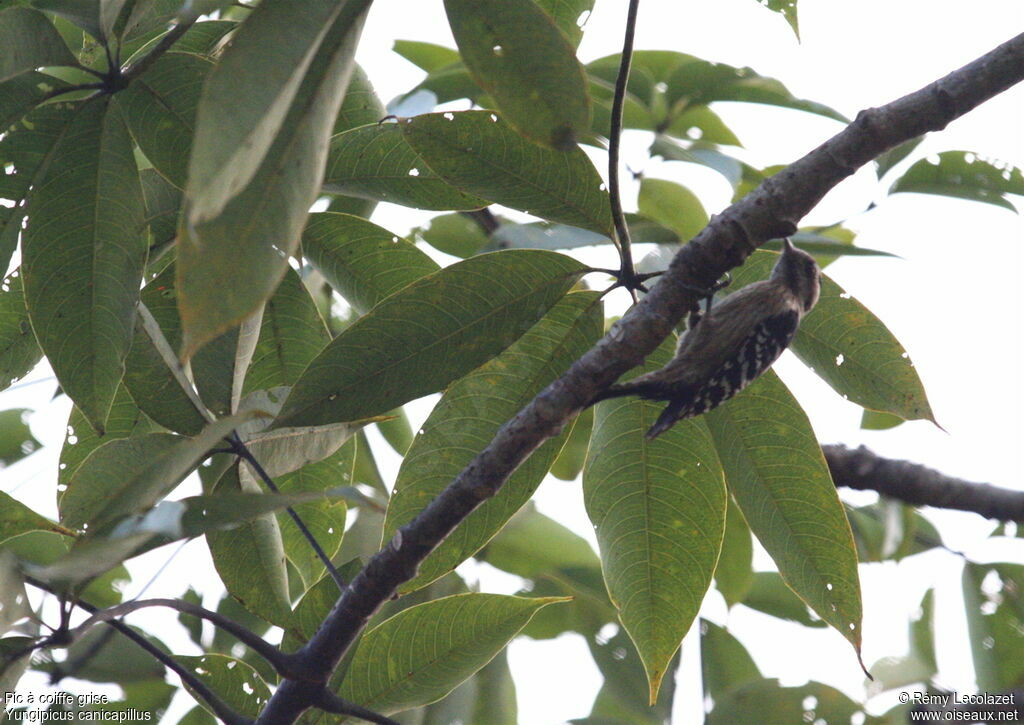 Grey-capped Pygmy Woodpecker