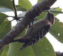 Grey-capped Pygmy Woodpecker