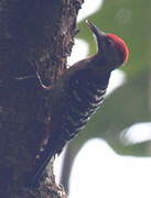 Fulvous-breasted Woodpecker