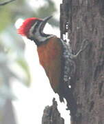 Himalayan Flameback