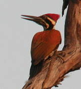 Buff-spotted Flameback