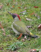 European Green Woodpecker