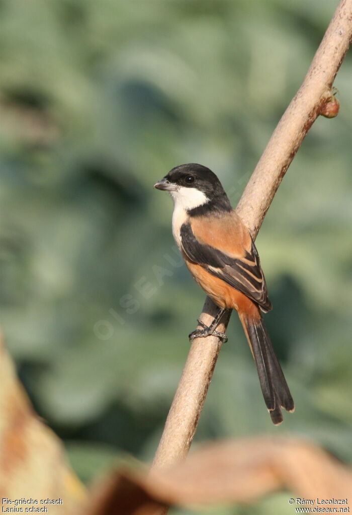 Long-tailed Shrike