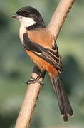 Long-tailed Shrike