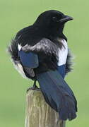 Eurasian Magpie