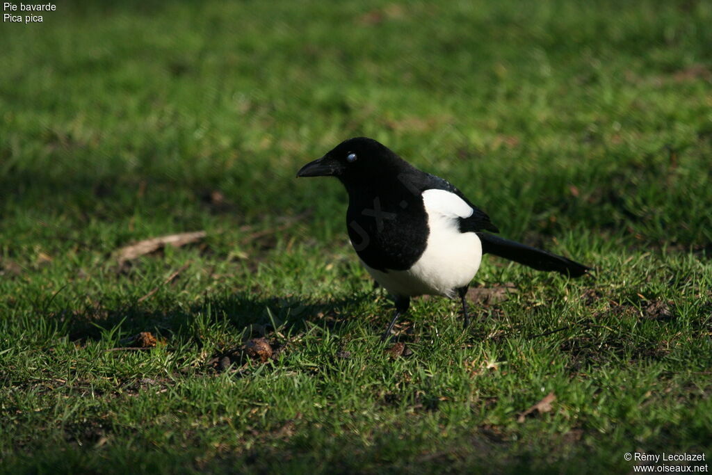 Eurasian Magpie