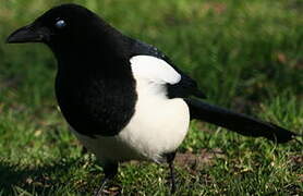 Eurasian Magpie