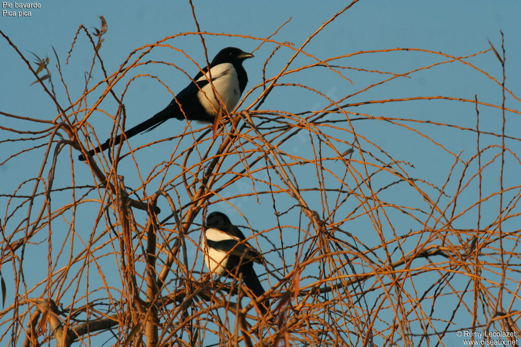 Eurasian Magpie adult