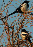 Eurasian Magpie