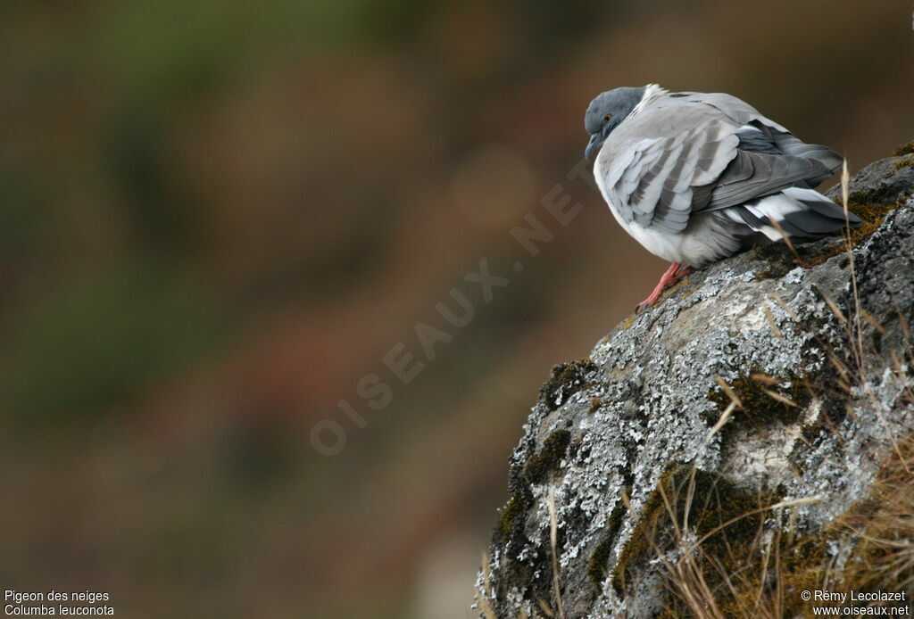 Snow Pigeon