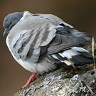 Pigeon des neiges