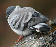 Pigeon des neiges