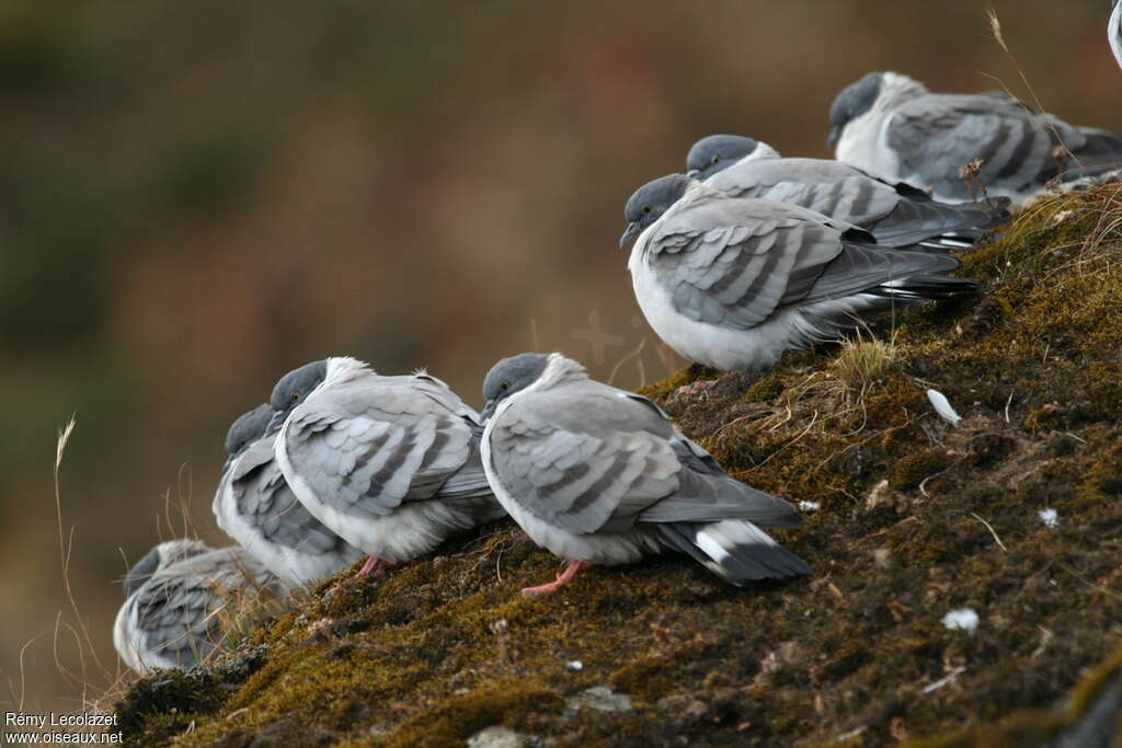 Pigeon des neigesadulte, habitat, Comportement